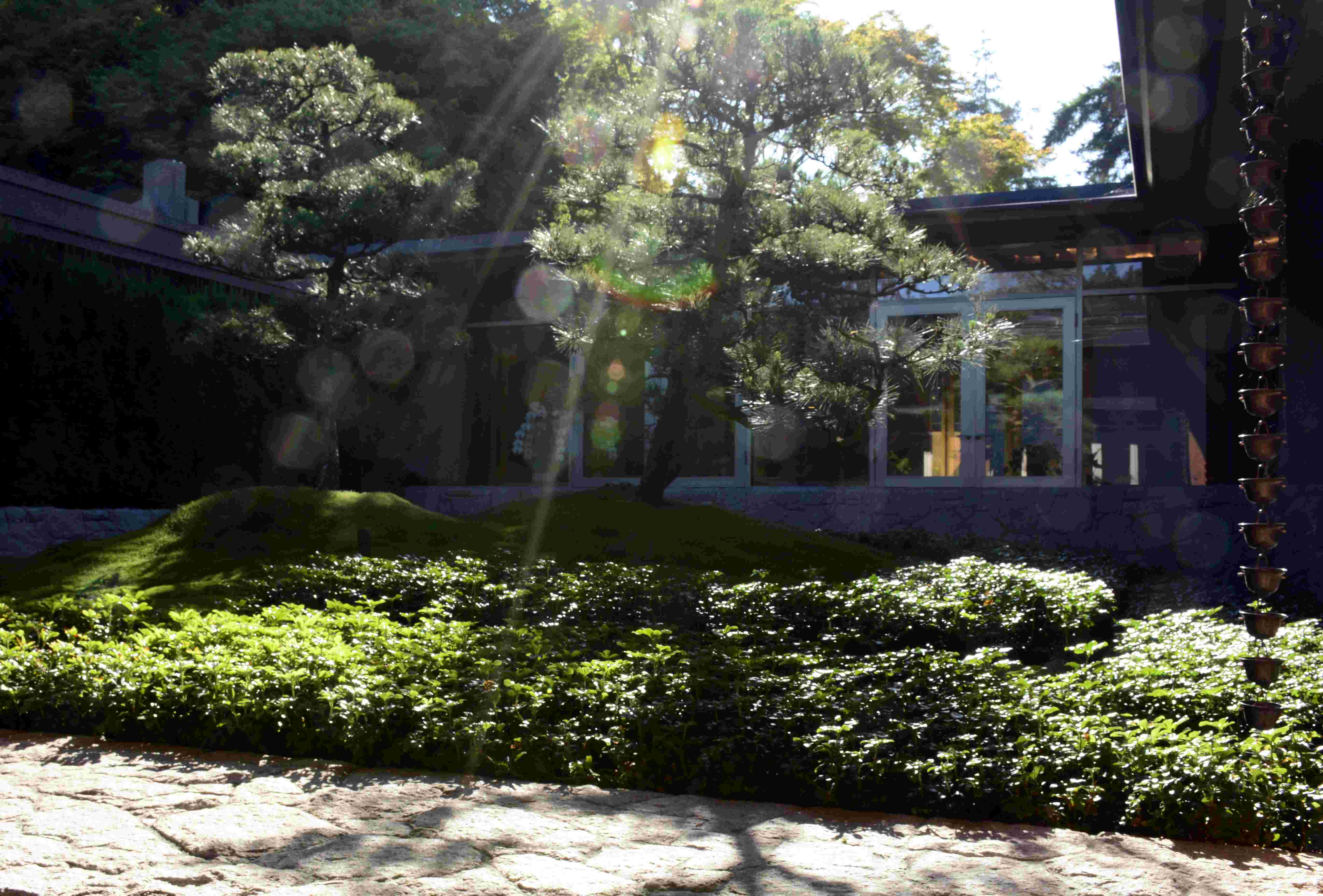 Thrive irrigation project photo 2