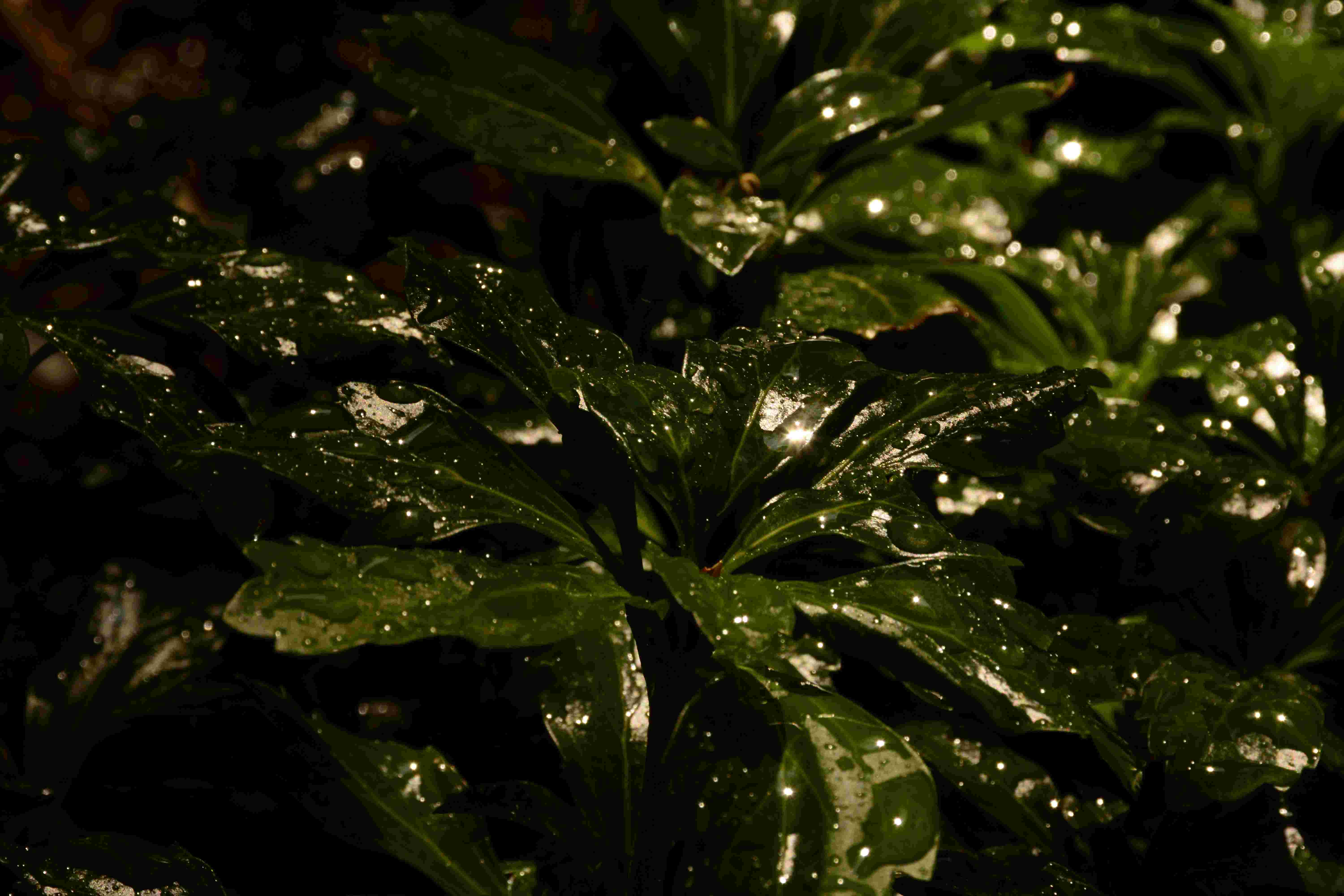 Thrive irrigation project photo 8